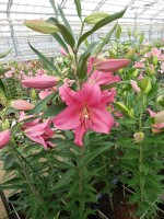 [5253 Aya Sophia No01.JPG]